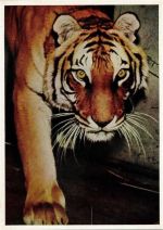 Stuttgart Tiger Wilhelma Raubkatze