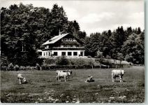 83670 W8173 Bad Heilbrunn - Pension Waldrast Kühe