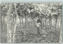 Landwirtschaft AK Asiat.Volkstyp 1925 Foto AK