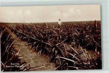 Rio de Janeiro - Ananas Plantage