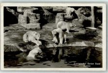 Basel Bâle ZOO Eisbär
