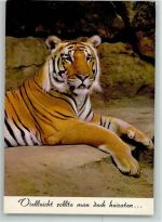 Tiger AK Raubkatze