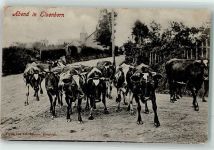 Elsenborn 1910 - Kühe
