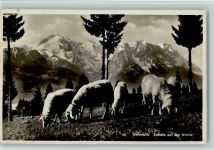 Garmisch - Schafe auf der Weide - Foto 1935 AK Schaf