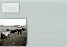 26169 W2908 Thülsfelde FOTO KEINE AK Ponygruppe