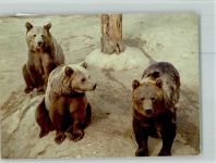 W5439 Hof , Westerw Braunbären Bär FOTO KEINE AK
