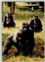 Gorilla Gruppe in Speldoorn Affe