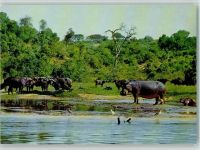 Hippos und Wasserbüffel Nilpferd