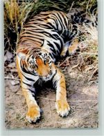 Tiger vor dem Sprung Raubkatze
