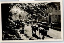 38877 O3702 Benneckenstein - Kuh, Morgenaustrieb