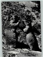 Murmeltiere Bergtier