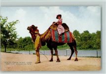 Gerittenes Kamel, Zoologischer Park, New York Kamel