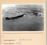 Foto montiert auf Karton Robbe FOTO KEINE AK