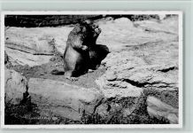Murmeltiere Bergtier