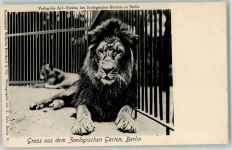 W1000 Berlin Mitte Zoologischer Garten Löwe