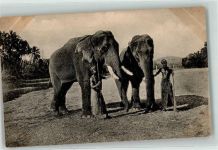 Arbeitselefanten in Indien AK Elefant