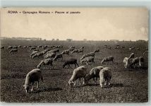 Roma Pecore al pascolo AK Schaf 1926