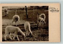 Ostern - Schafherde ca 1927 AK Schaf