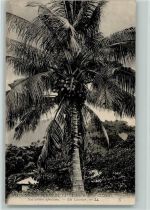 Saint Esprit - Nos arbres africans Un Cocolier Missions des Peres du Saint Esprit