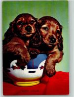 Spaniel Welpen ca 1965 AK Spaniel