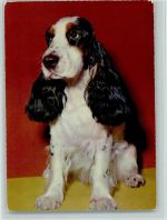 Basset Spaniel ca 1965 AK Spaniel
