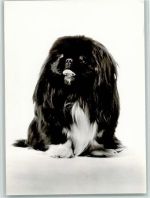 Pekinese Foto AK Pekinese