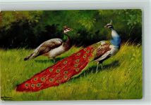 Vögel - Pfauenpaar ca 1908 Serie Peluba 263 AK Schönian, A. Künstlerkarte