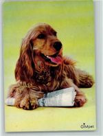 Spaniel mit einer Zeitung ca 1965 AK Spaniel