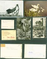 88422 W7952 Bad Buchau Lot mit 22 Fotos Federsee Originale aus dem Archiv des Cramerverlags