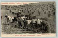 51100 Reims - Champagne Pommery u. Greno Travail de la Vigne en Champagne le taille