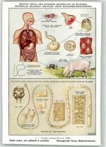 Nr. 2 Belgisches Institut für Naturwissenschaften Medizin