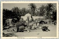 Tripolis Privatfoto AK Tagiura Kamel Maultier