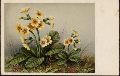 Gelbe Blumen. Nr. 17036.,ZDB Blume 1943