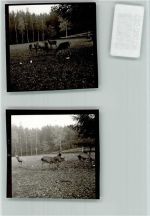 21266 W2112 Jesteburg FOTO KEINE AK zwei Hirsche in der Gruppe
