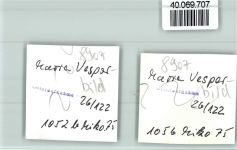 86473 W8907 Maria Vesperbild FOTO KEINE AK