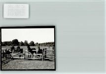 29690 W3033 Grindau FOTO KEINE AK Heimatzoo, Pferdekoppel