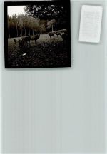 21266 W2112 Jesteburg FOTO KEINE AK Hirsch mit Gefolge