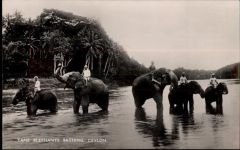 Ceylon Indien Elefant