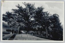 97769 W8788 Bad Brückenau - Park Eiche
