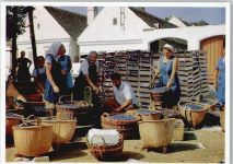 7461 Allersdorf im Burgenland / Kljucarevci - Markt Obst Verkäufer