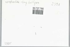 24977 W2391 Westerholz b Langballig - Fliegeraufnahme, Campingplatz, Hafen, AK-Probedruck