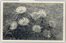 Silberdisteln AKU2 Blume