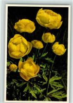 Trollius europaeus - Trollblume Blume
