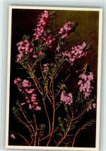 Erica carnea - Fleischfarbiges Heidekraut, Schneeheide Blume