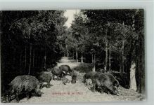 06507 O4305 Gernrode , Harz - Schwarzwild Wald