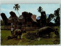 Toraja 1968 - Tiergespann A Group of Toraja houses, South Sulawesi