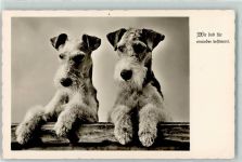 Amag Nr. 69976 AK Terrier