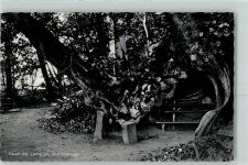 49186 W4505 Bad Iburg - Baum der Liebe