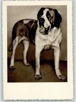 Serie Der schöne Rassehund Nr. 34 AK Bernhardiner