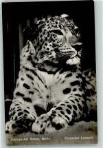 W1000 Berlin Mitte Zoologischer Garten Persischer Leopard Raubkatze